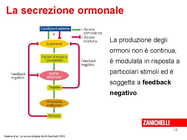 La secrezione ormonale La produzione degli ormoni non è continua, è modulata in risposta