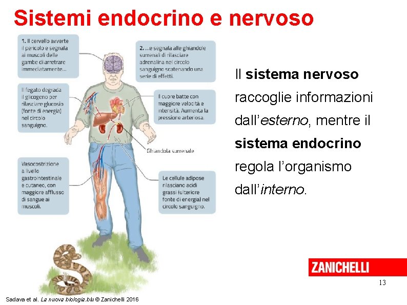 Sistemi endocrino e nervoso Il sistema nervoso raccoglie informazioni dall’esterno, mentre il sistema endocrino Sistemi endocrino e nervoso Il sistema nervoso raccoglie informazioni dall’esterno, mentre il sistema endocrino