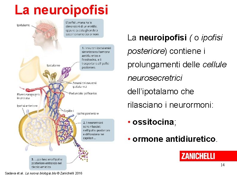 La neuroipofisi ( o ipofisi posteriore) contiene i prolungamenti delle cellule neurosecretrici dell’ipotalamo che La neuroipofisi ( o ipofisi posteriore) contiene i prolungamenti delle cellule neurosecretrici dell’ipotalamo che