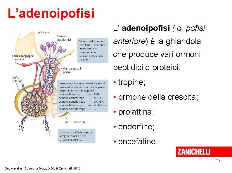 L’adenoipofisi L’ adenoipofisi ( o ipofisi anteriore) è la ghiandola che produce vari ormoni L’adenoipofisi L’ adenoipofisi ( o ipofisi anteriore) è la ghiandola che produce vari ormoni