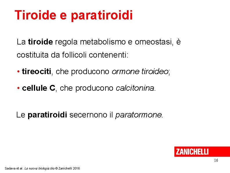 Tiroide e paratiroidi La tiroide regola metabolismo e omeostasi, è costituita da follicoli contenenti: