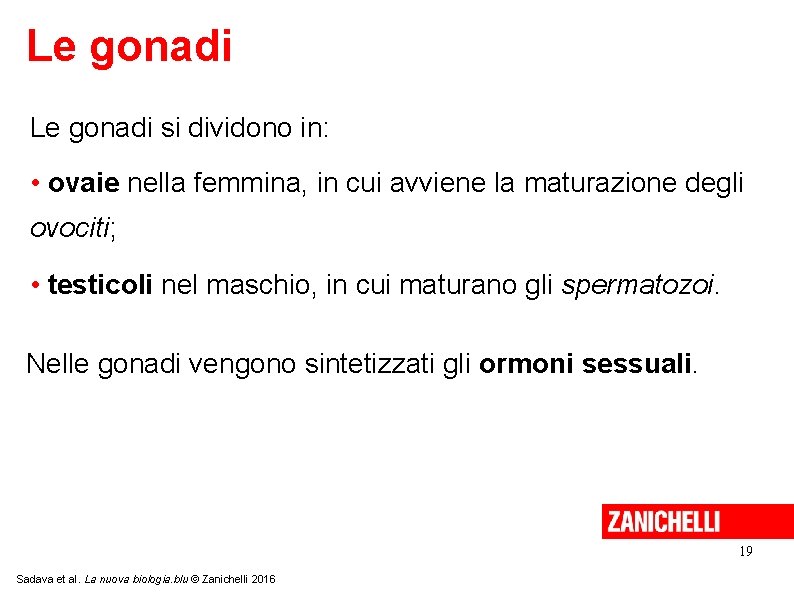 Le gonadi si dividono in: • ovaie nella femmina, in cui avviene la maturazione