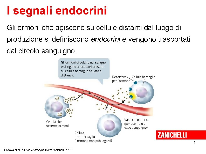 I segnali endocrini Gli ormoni che agiscono su cellule distanti dal luogo di produzione