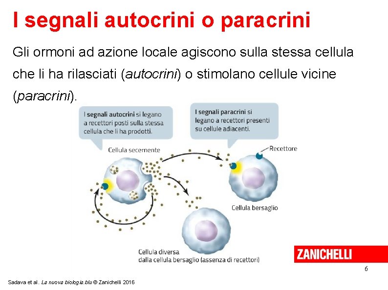 I segnali autocrini o paracrini Gli ormoni ad azione locale agiscono sulla stessa cellula