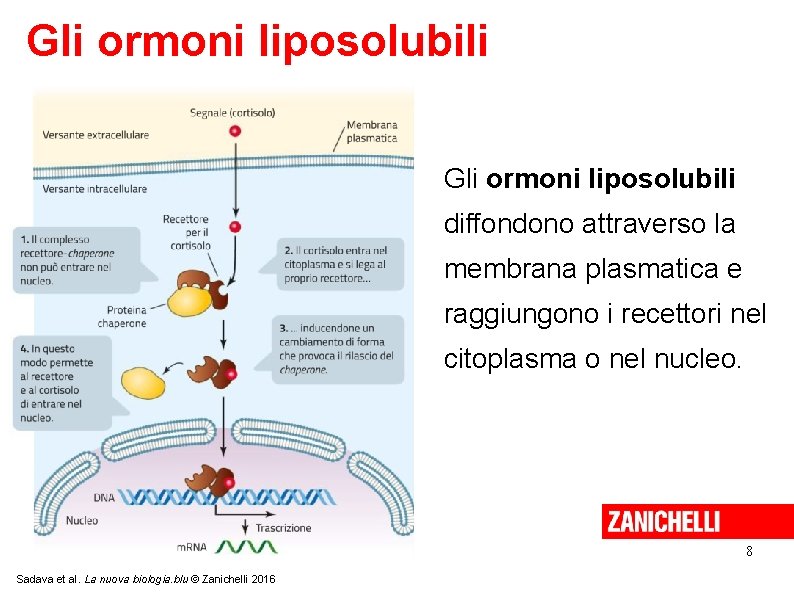 Gli ormoni liposolubili diffondono attraverso la membrana plasmatica e raggiungono i recettori nel citoplasma Gli ormoni liposolubili diffondono attraverso la membrana plasmatica e raggiungono i recettori nel citoplasma