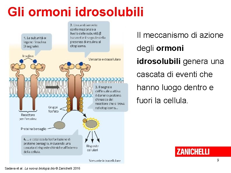 Gli ormoni idrosolubili Il meccanismo di azione degli ormoni idrosolubili genera una cascata di Gli ormoni idrosolubili Il meccanismo di azione degli ormoni idrosolubili genera una cascata di