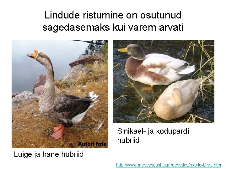 Lindude ristumine on osutunud sagedasemaks kui varem arvati Autori foto Sinikael- ja kodupardi hübriid