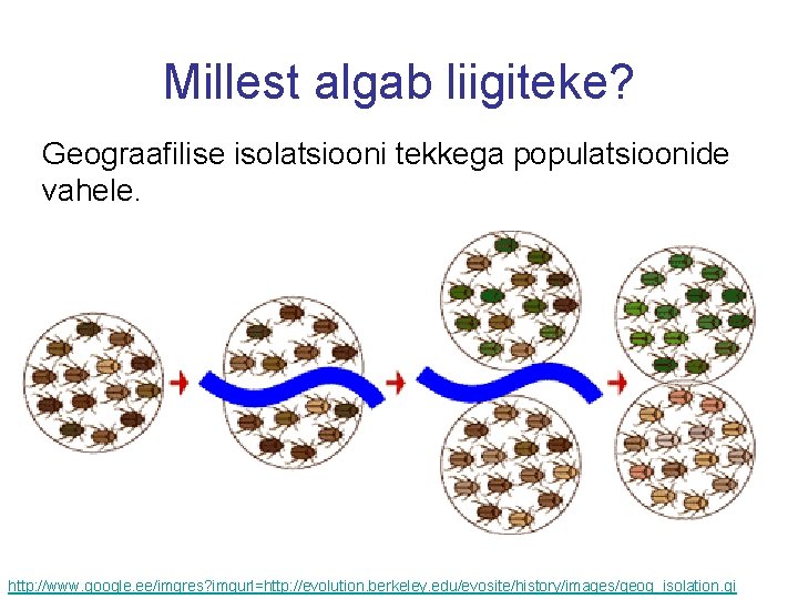 Millest algab liigiteke? Geograafilise isolatsiooni tekkega populatsioonide vahele. http: //www. google. ee/imgres? imgurl=http: //evolution.