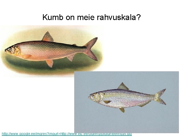 Kumb on meie rahvuskala? http: //www. google. ee/imgres? imgurl=http: //www. etc. ee/old/img/pildid/heeringas. jpg 