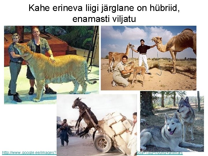 Kahe erineva liigi järglane on hübriid, enamasti viljatu http: //www. google. ee/images? um=1&hl=et&biw=1014&bih=587&tbs=isch: 1&sa=1&q=hybrid+animals