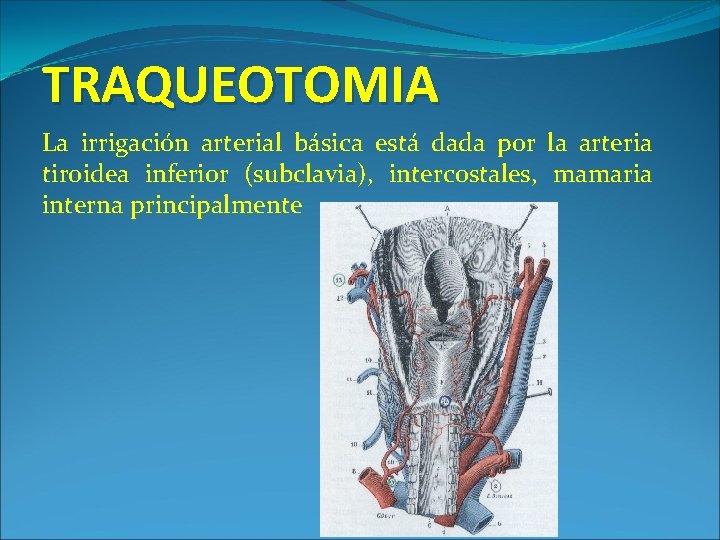 TRAQUEOTOMIA La irrigación arterial básica está dada por la arteria tiroidea inferior (subclavia), intercostales,