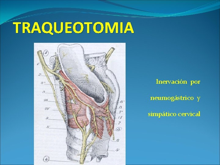 TRAQUEOTOMIA Inervación por neumogástrico y simpático cervical 