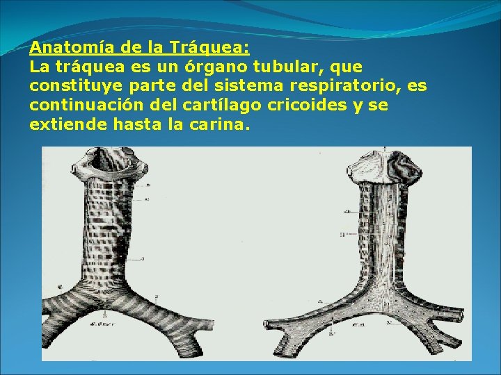 Anatomía de la Tráquea: La tráquea es un órgano tubular, que constituye parte del