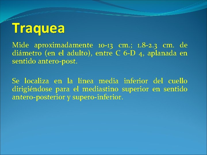 Traquea Mide aproximadamente 10 -13 cm. ; 1. 8 -2. 3 cm. de diámetro