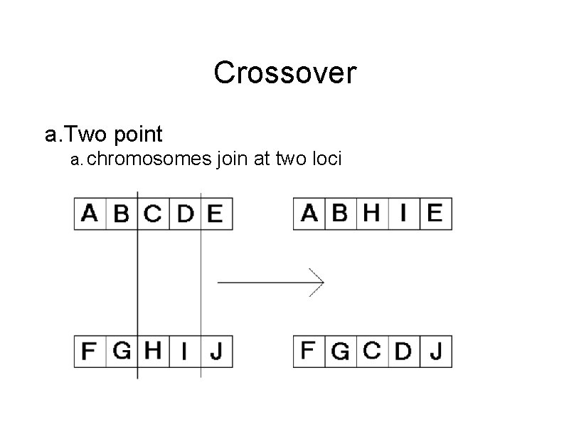 Crossover a. Two point a. chromosomes join at two loci 