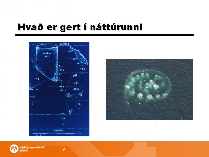 Hvað er gert í náttúrunni 6 