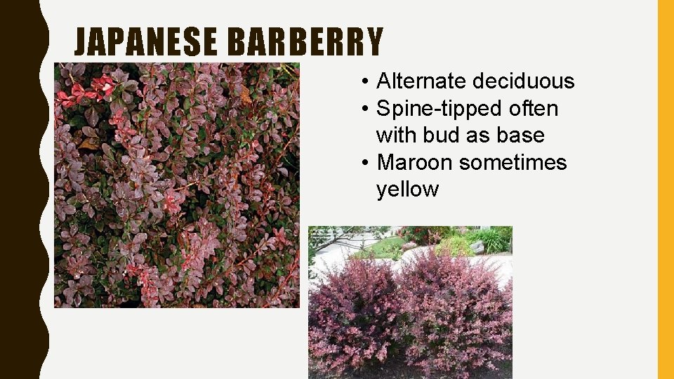 JAPANESE BARBERRY • Alternate deciduous • Spine-tipped often with bud as base • Maroon JAPANESE BARBERRY • Alternate deciduous • Spine-tipped often with bud as base • Maroon