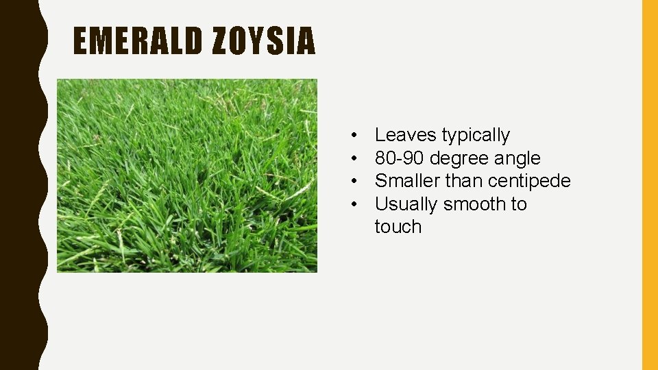 EMERALD ZOYSIA • • Leaves typically 80 -90 degree angle Smaller than centipede Usually