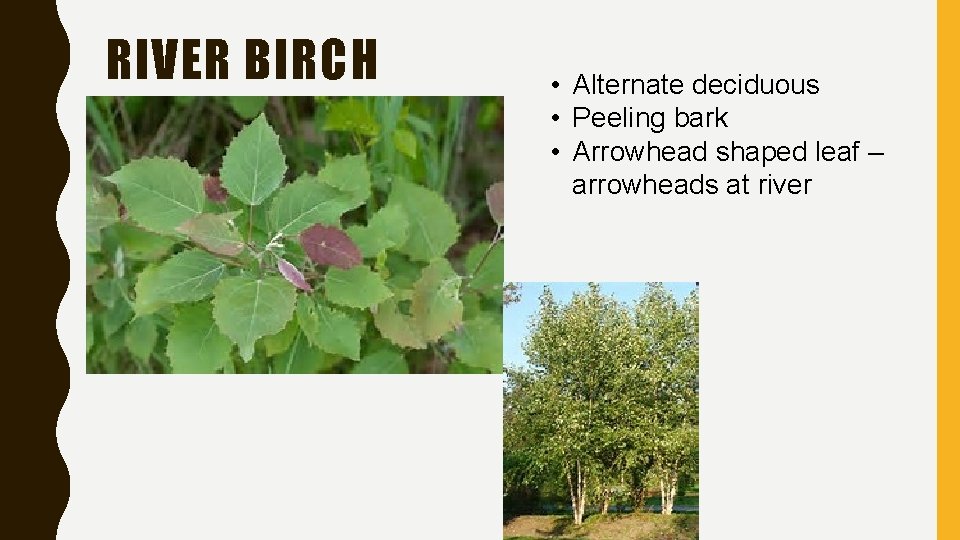 RIVER BIRCH • Alternate deciduous • Peeling bark • Arrowhead shaped leaf – arrowheads