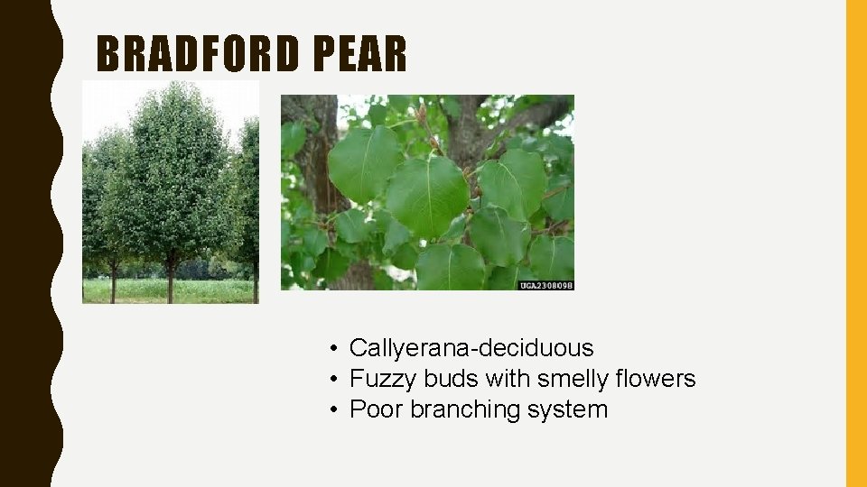 BRADFORD PEAR • Callyerana-deciduous • Fuzzy buds with smelly flowers • Poor branching system