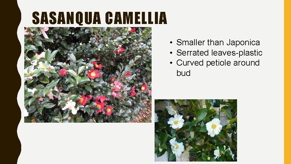 SASANQUA CAMELLIA • Smaller than Japonica • Serrated leaves-plastic • Curved petiole around bud SASANQUA CAMELLIA • Smaller than Japonica • Serrated leaves-plastic • Curved petiole around bud
