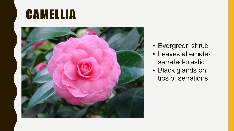 CAMELLIA • Evergreen shrub • Leaves alternateserrated-plastic • Black glands on tips of serrations