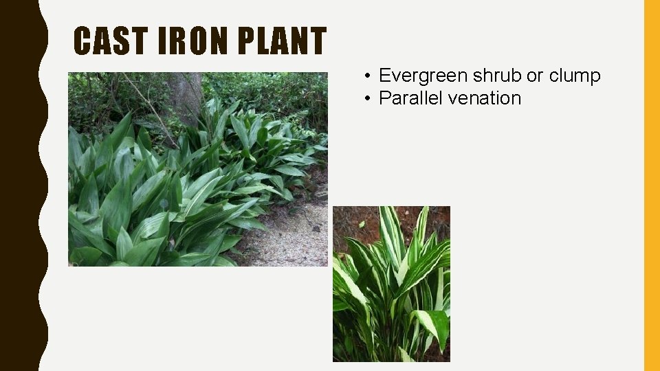 CAST IRON PLANT • Evergreen shrub or clump • Parallel venation 