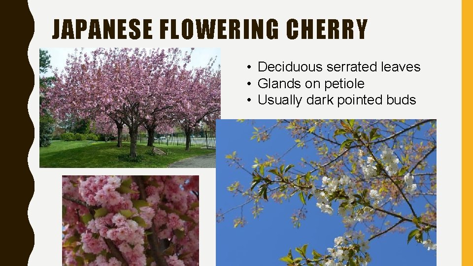 JAPANESE FLOWERING CHERRY • Deciduous serrated leaves • Glands on petiole • Usually dark