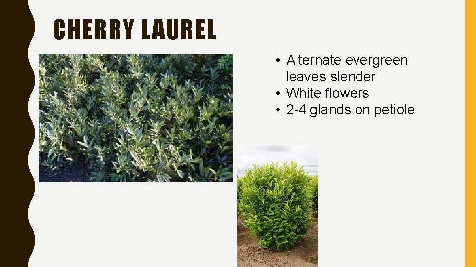 CHERRY LAUREL • Alternate evergreen leaves slender • White flowers • 2 -4 glands