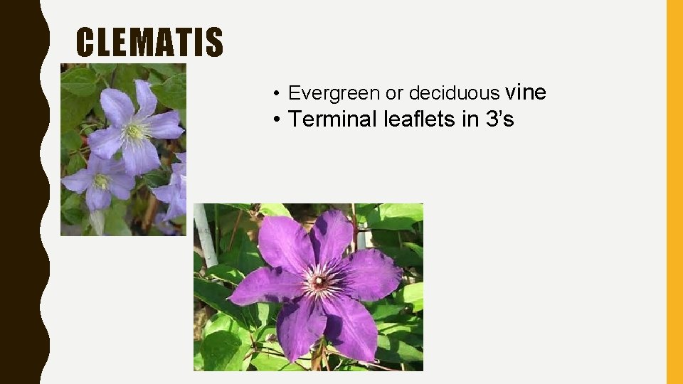 CLEMATIS • Evergreen or deciduous vine • Terminal leaflets in 3’s CLEMATIS • Evergreen or deciduous vine • Terminal leaflets in 3’s