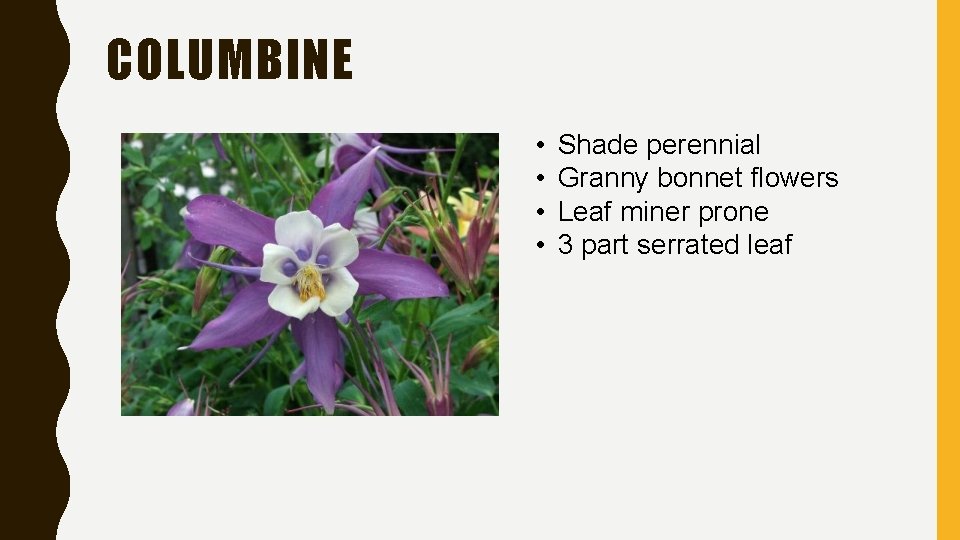 COLUMBINE • • Shade perennial Granny bonnet flowers Leaf miner prone 3 part serrated