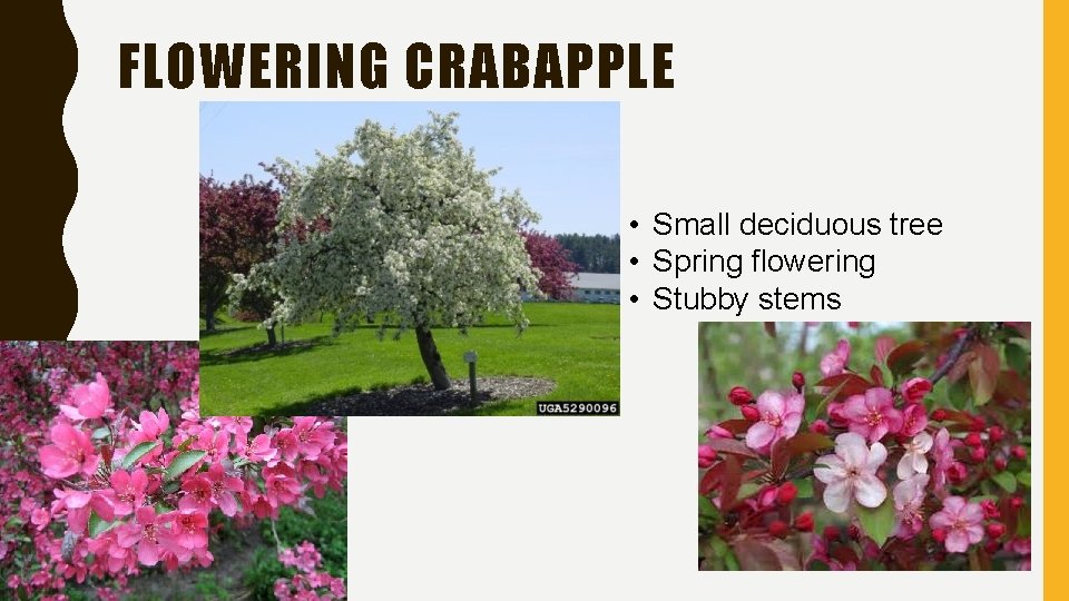 FLOWERING CRABAPPLE • Small deciduous tree • Spring flowering • Stubby stems 