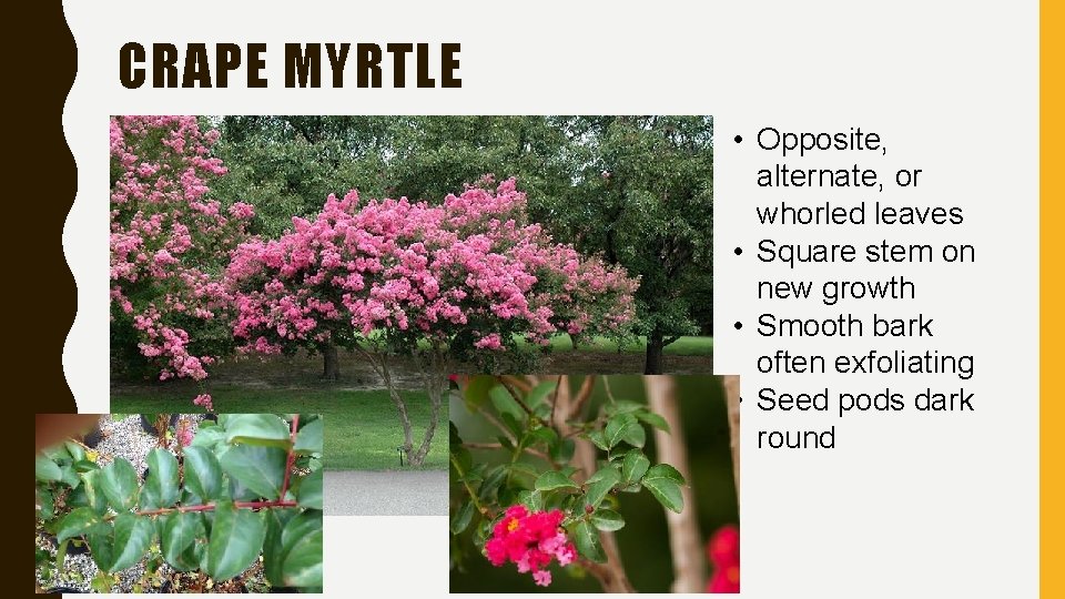 CRAPE MYRTLE • Opposite, alternate, or whorled leaves • Square stem on new growth