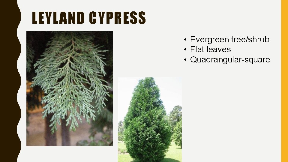 LEYLAND CYPRESS • Evergreen tree/shrub • Flat leaves • Quadrangular-square 