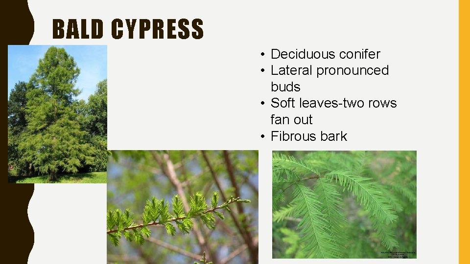 BALD CYPRESS • Deciduous conifer • Lateral pronounced buds • Soft leaves-two rows fan