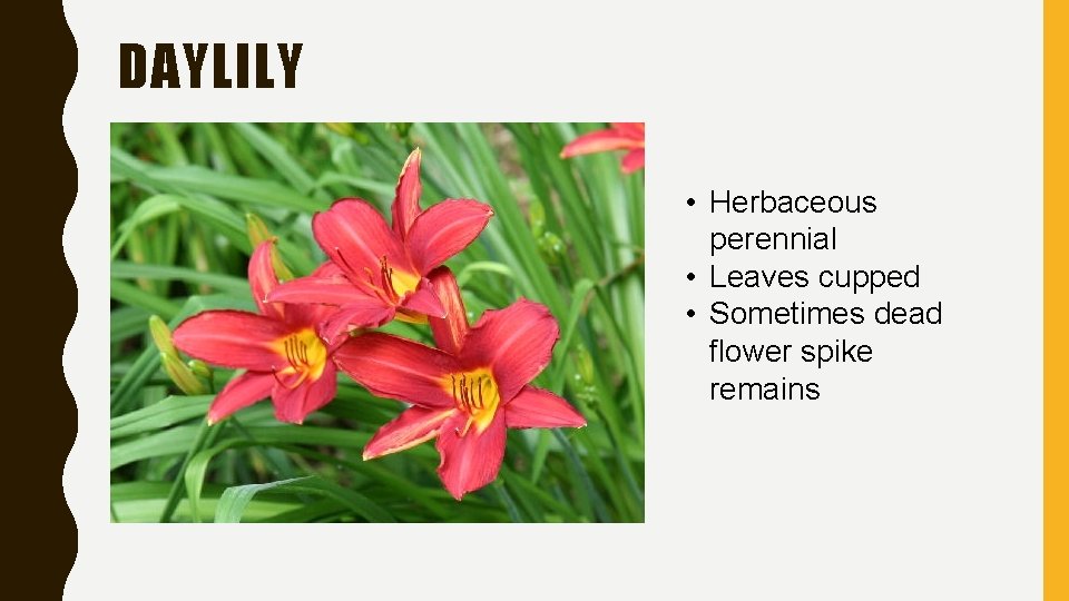 DAYLILY • Herbaceous perennial • Leaves cupped • Sometimes dead flower spike remains 