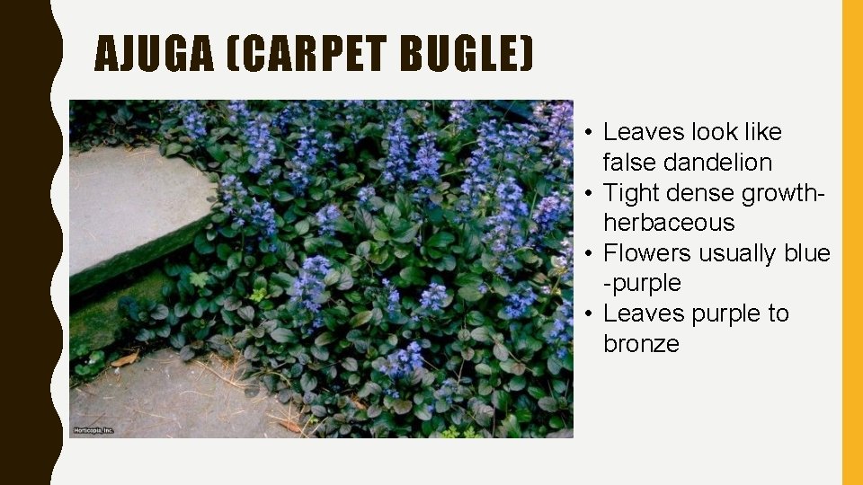 AJUGA (CARPET BUGLE) • Leaves look like false dandelion • Tight dense growthherbaceous •