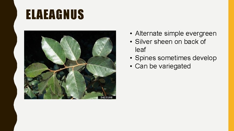 ELAEAGNUS • Alternate simple evergreen • Silver sheen on back of leaf • Spines