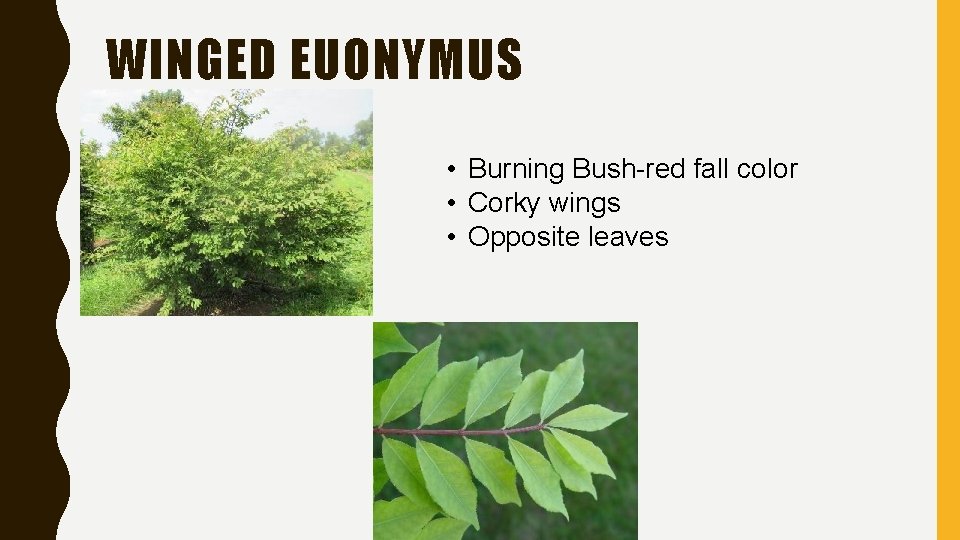 WINGED EUONYMUS • Burning Bush-red fall color • Corky wings • Opposite leaves 