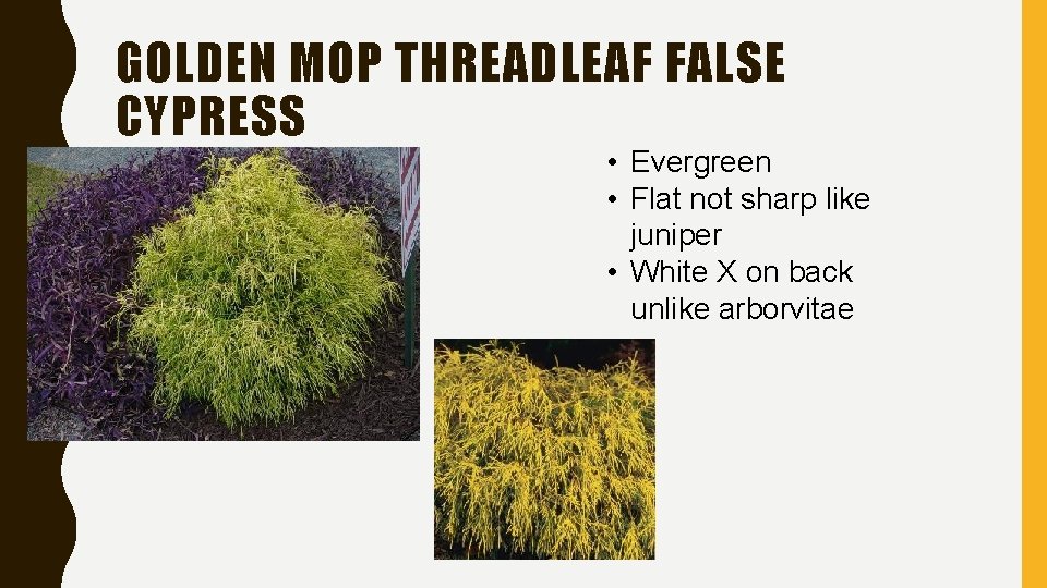 GOLDEN MOP THREADLEAF FALSE CYPRESS • Evergreen • Flat not sharp like juniper •