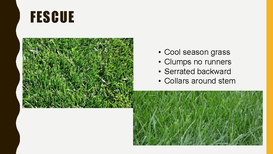 FESCUE • • Cool season grass Clumps no runners Serrated backward Collars around stem