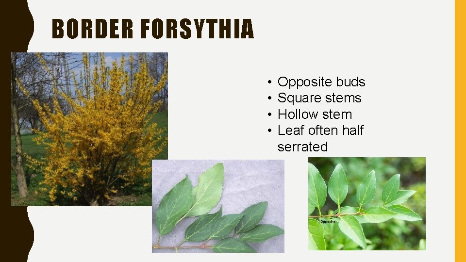 BORDER FORSYTHIA • • Opposite buds Square stems Hollow stem Leaf often half serrated