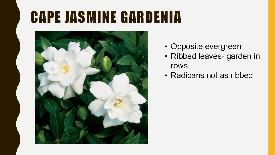 CAPE JASMINE GARDENIA • Opposite evergreen • Ribbed leaves- garden in rows • Radicans