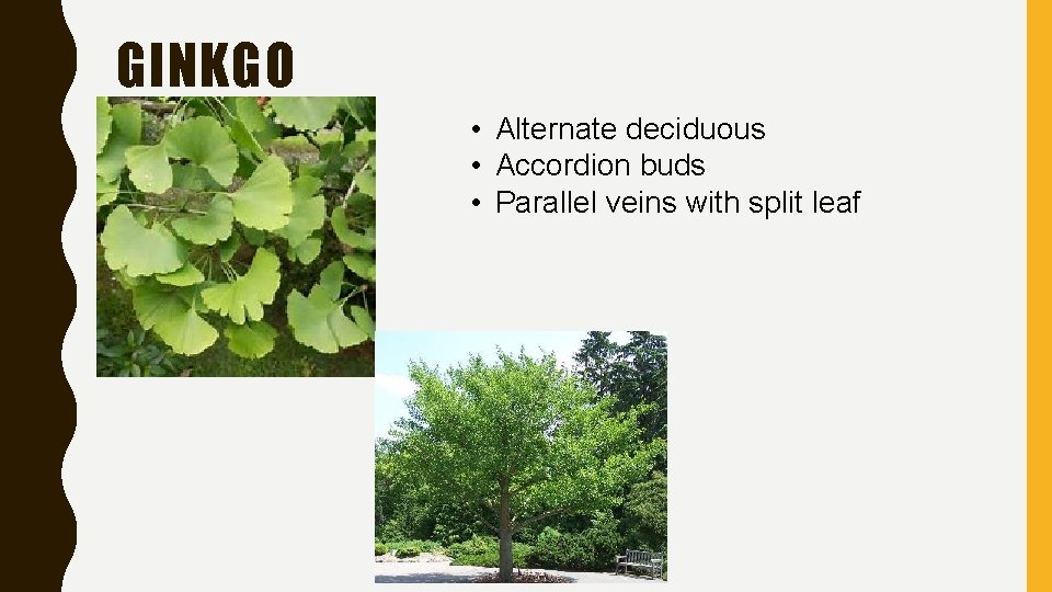 GINKGO • Alternate deciduous • Accordion buds • Parallel veins with split leaf 