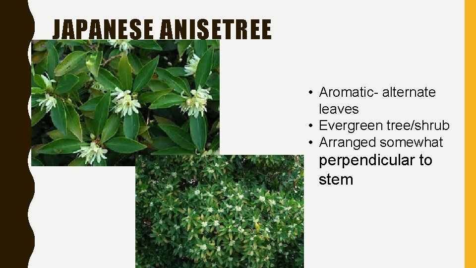 JAPANESE ANISETREE • Aromatic- alternate leaves • Evergreen tree/shrub • Arranged somewhat perpendicular to