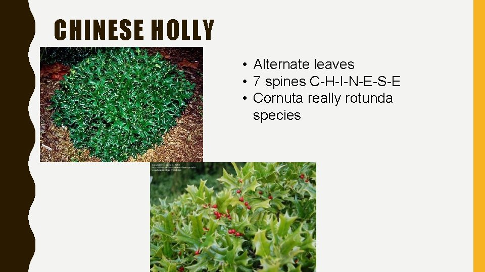 CHINESE HOLLY • Alternate leaves • 7 spines C-H-I-N-E-S-E • Cornuta really rotunda species