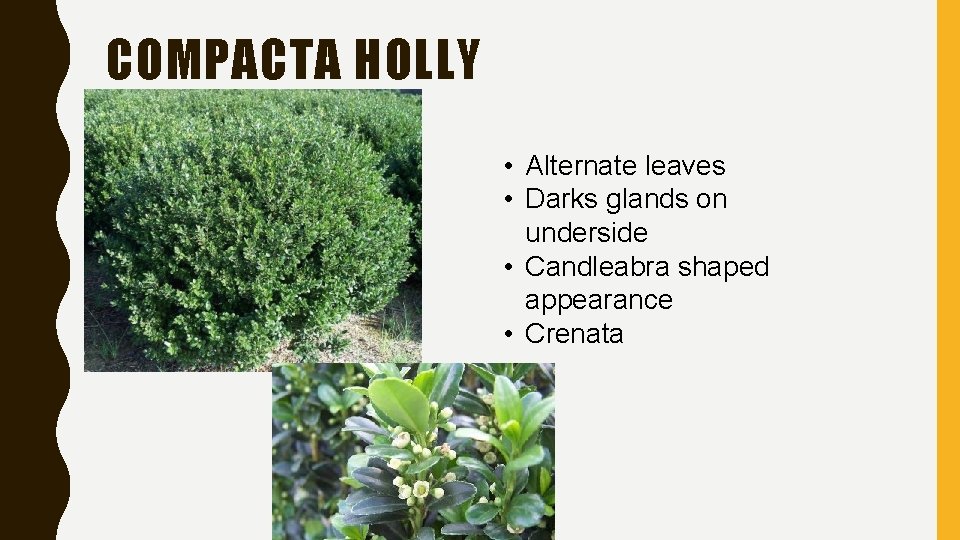 COMPACTA HOLLY • Alternate leaves • Darks glands on underside • Candleabra shaped appearance