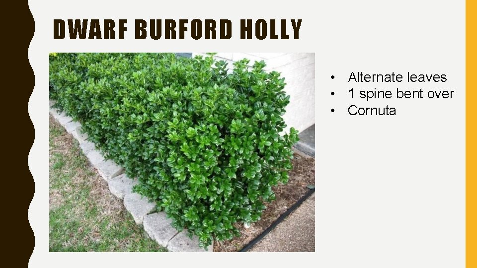 DWARF BURFORD HOLLY • Alternate leaves • 1 spine bent over • Cornuta 