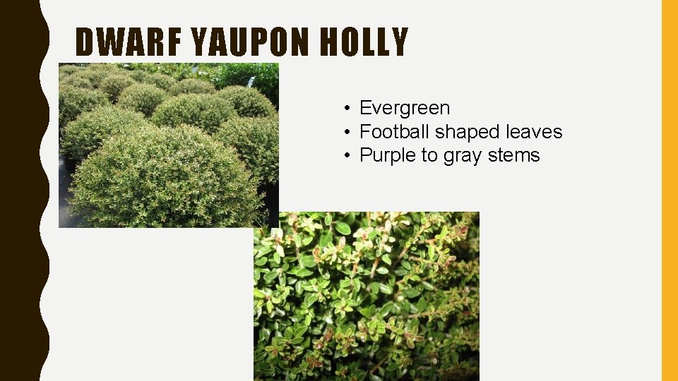 DWARF YAUPON HOLLY • Evergreen • Football shaped leaves • Purple to gray stems