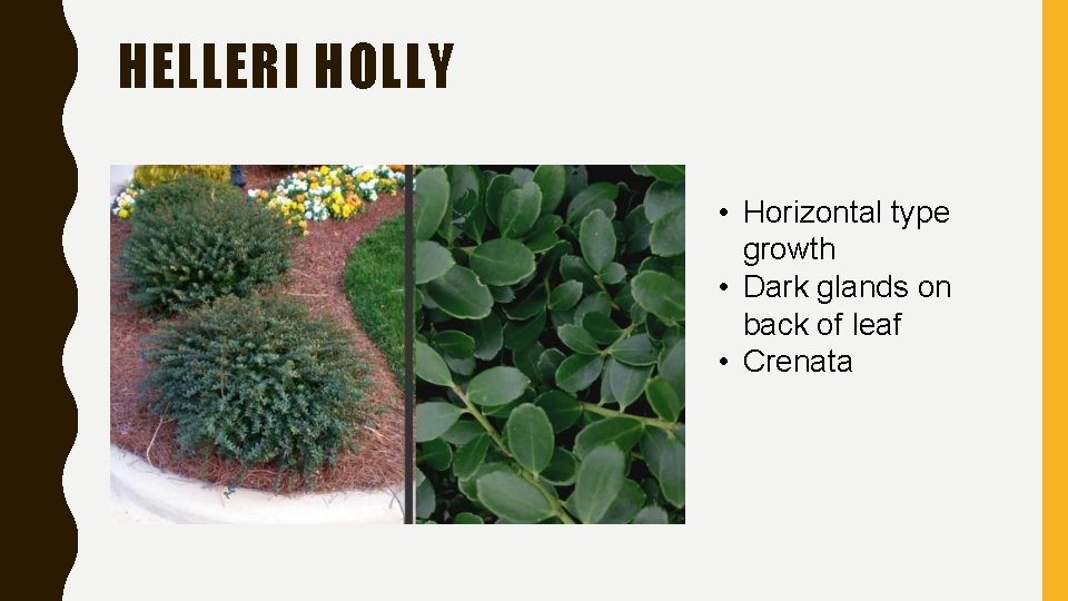 HELLERI HOLLY • Horizontal type growth • Dark glands on back of leaf • HELLERI HOLLY • Horizontal type growth • Dark glands on back of leaf •
